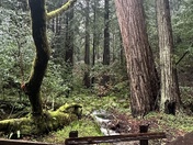 Muir Woods National Monument