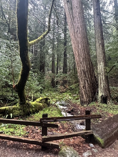 Muir Woods National Monument