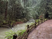 Muir Woods National Monument