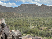 Saguaro National Park