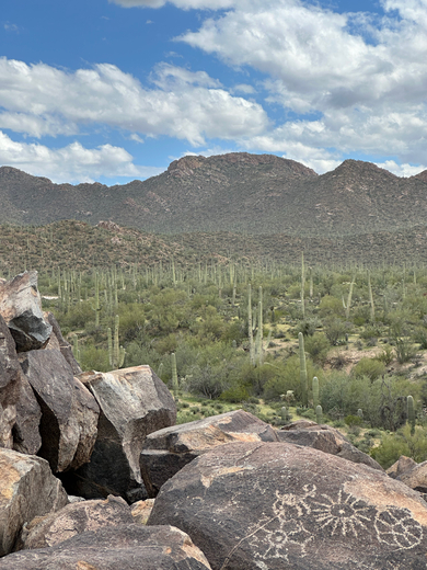 Saguaro National Park