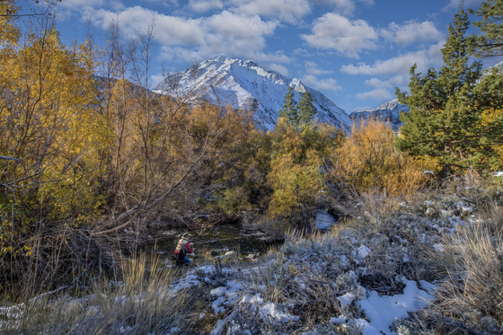Inyo National Forest