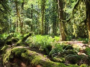 Olympic National Park