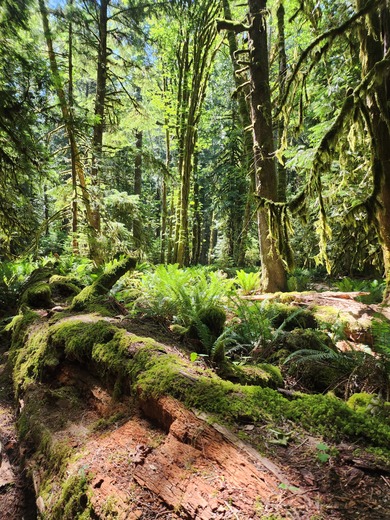 Olympic National Park