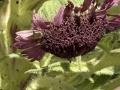 Haleakala National Park 