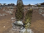 Haleakala National Park 