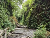Redwood National and State Parks