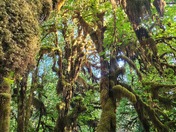 Olympic National Park