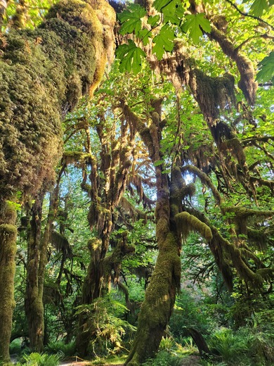 Olympic National Park
