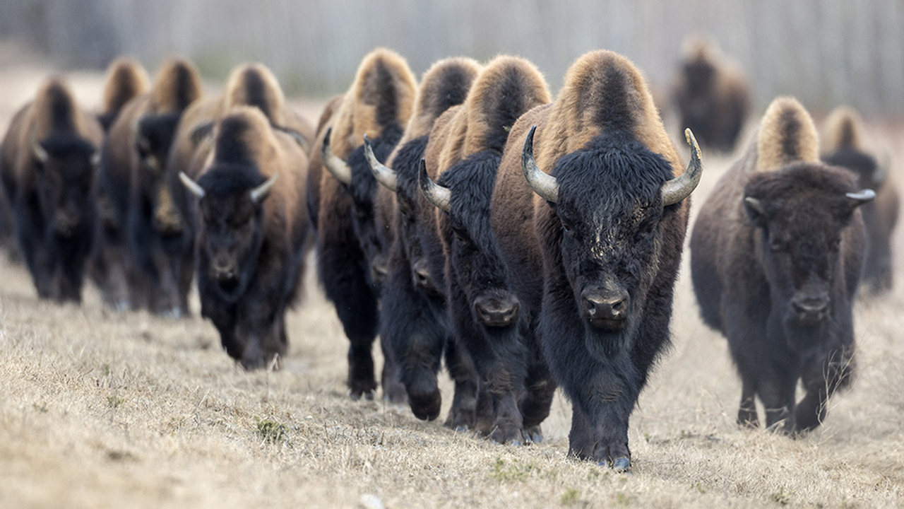 Wood Bison