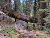 Sequoia National Park