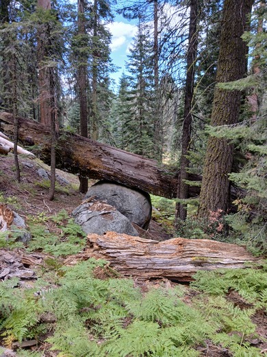 Sequoia National Park