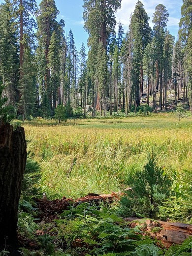 Sequoia National Park