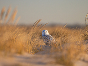 Fire Island National Seashore