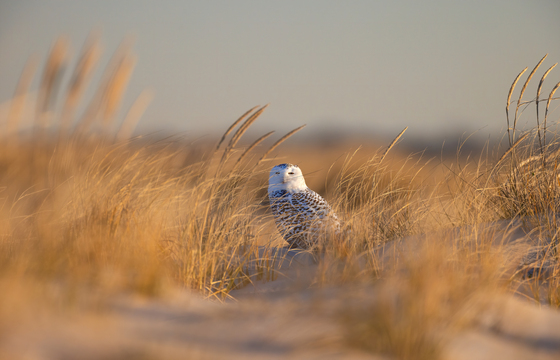 Fire Island National Seashore