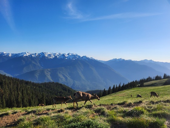 Olympic National Park