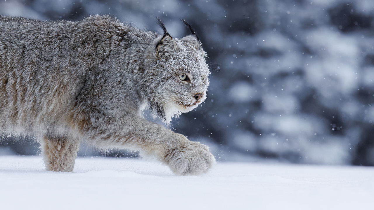 Grey Ghost - The Silent Blue Hour Stalker