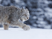 Grey Ghost - The Silent Blue Hour Stalker