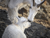 Mother of the Mountains, Gifting Her Love to Her Little One