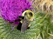 Toiyabe National Forest