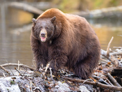 Taylor Creek National Forest