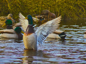 Mallards In The Marsh