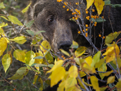 The Hidden Berry Hunter