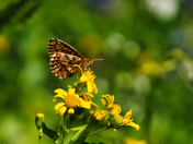 North Cascades National Park