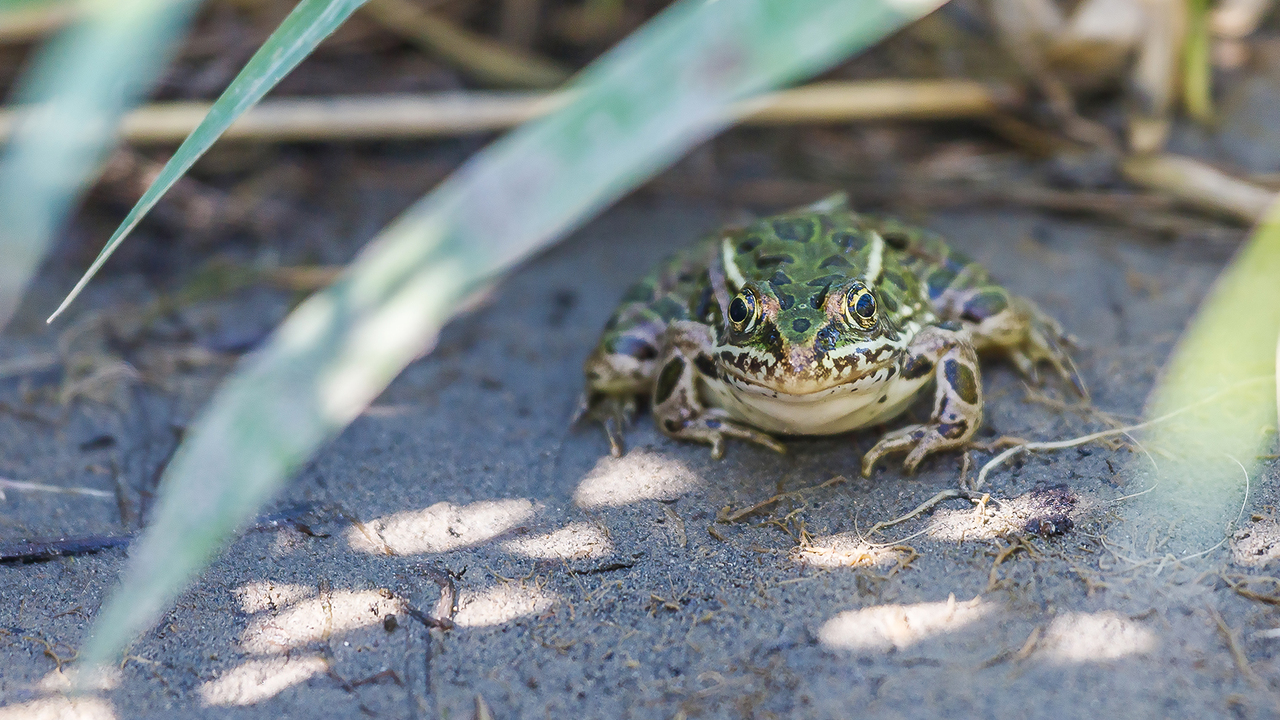 Northern Leopard Frog