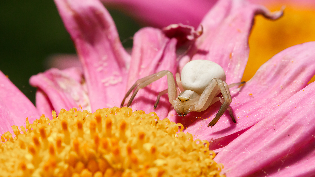 White Crab Spider