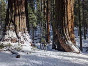 Sequoia National Park