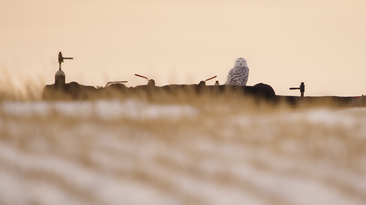 Stillness on the Prairies