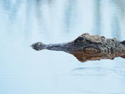 Loxahatchee National Wildlife Refuge