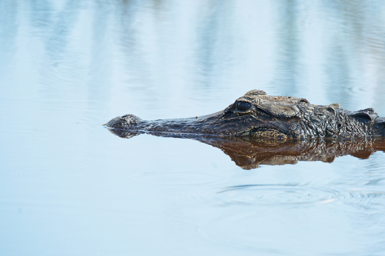 Loxahatchee National Wildlife Refuge