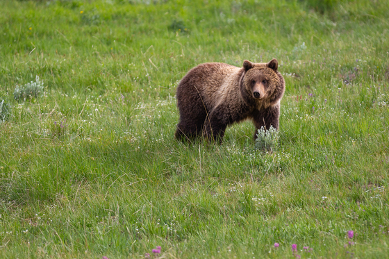 Yellowstone National Park