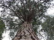 Yosemite National Park 