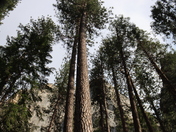 Yosemite National Park 