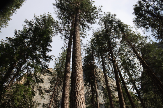 Yosemite National Park 