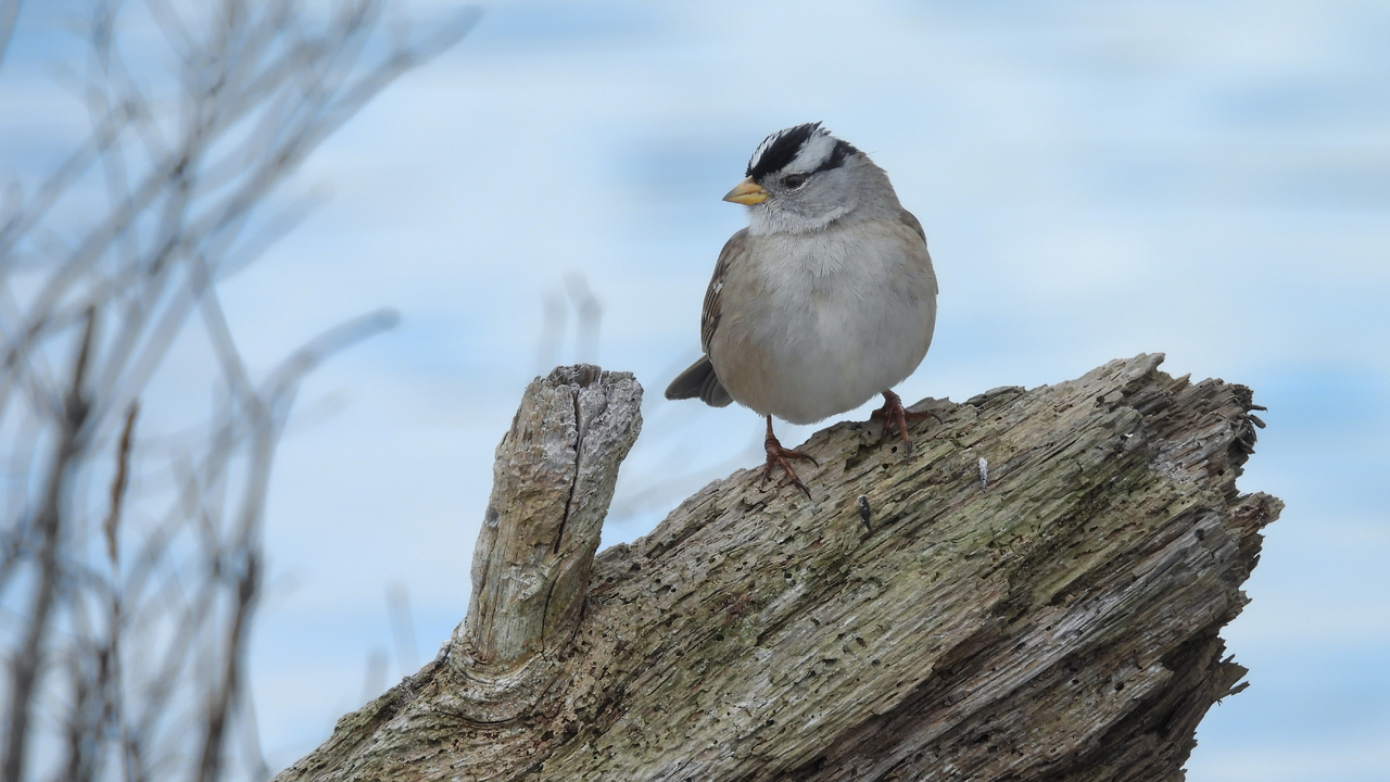 Crown of the New Year