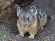 Yellow Stone National Park