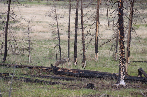 Rocky mountain National Park 