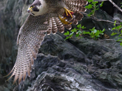 Chesapeake & Ohio Canal National Historical Park