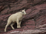 Glacier National Park