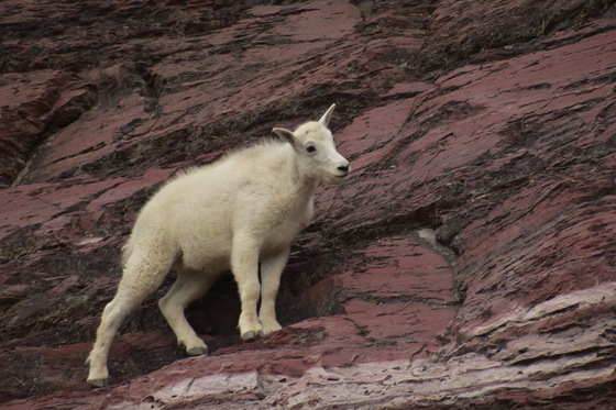 Glacier National Park