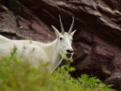Glacier National Park