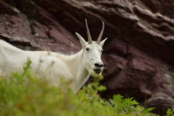 Glacier National Park