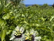 Haleakalā National Park