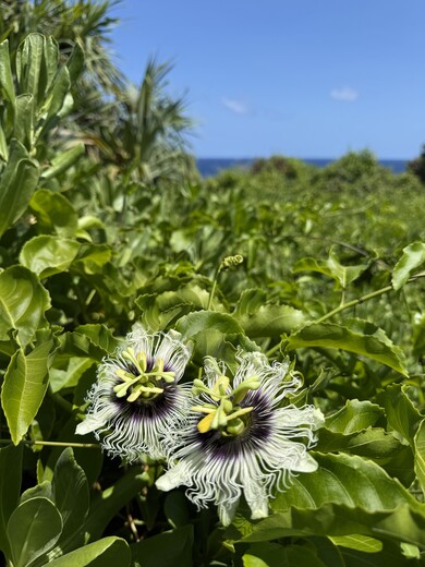 Haleakalā National Park