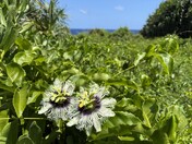 Haleakalā National Park