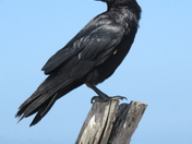 Channel Islands National Park